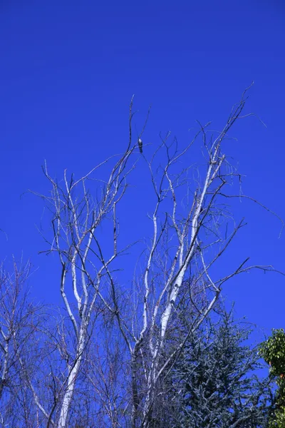 DSC_0709 (Large).JPG